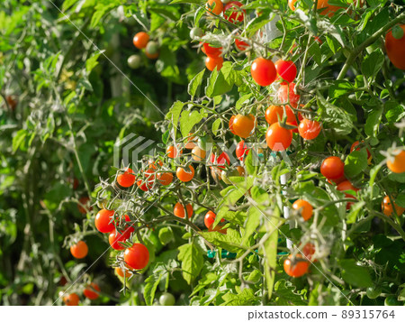 Close up of cherry tomatoes growing in a vegetable garden 89315764