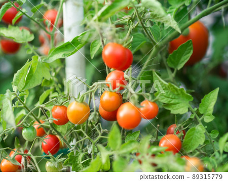 Close up of cherry tomatoes growing in a vegetable garden Close up of cherry tomatoes growing in a vegetable garden 89315779