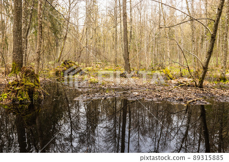 Swamp in the forest. The forest flooded with water Swamp in the forest. The forest flooded with water 89315885