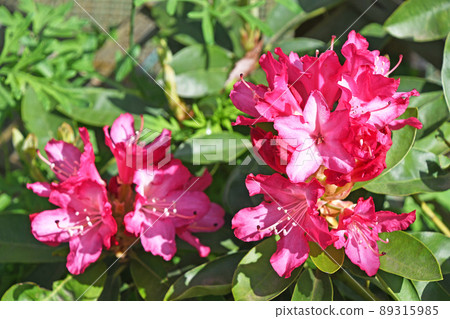 西部杜鵑花 (Himatsuri) 西部杜鵑花 (Himatsuri) 89315985