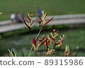Wild bird of Singapore, Olive-backed Sunbird 89315986
