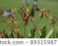 Wild bird of Singapore, Olive-backed Sunbird 89315987
