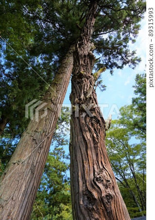 瀧野神社群馬篠塚 瀧野神社群馬篠塚 89315993