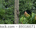 Reptiles in Singapore 89316071