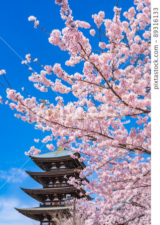 Spring Kakuozan Nittaiji Temple, cherry blossoms in full bloom <Nagoya City, Aichi Prefecture> 89316133
