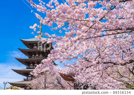 Spring Kakuozan Nittaiji Temple, cherry blossoms in full bloom <Nagoya City, Aichi Prefecture> 89316134