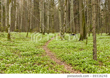 Walk path in lush and green forest with many white wildflowers in springtime 89316248