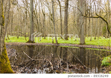 Swamp in the spring forest. The forest flooded with water Swamp in the spring forest. The forest flooded with water 89316249