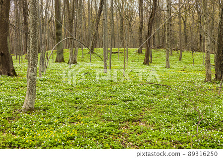 Spring forest landscape with white anemones blooming Spring forest landscape with white anemones blooming 89316250