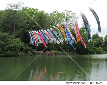 善福寺公園的鯉魚旗在風中搖曳 善福寺公園的鯉魚旗在風中搖曳 89316253