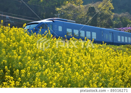 Train and rape blossoms 2022 89316271