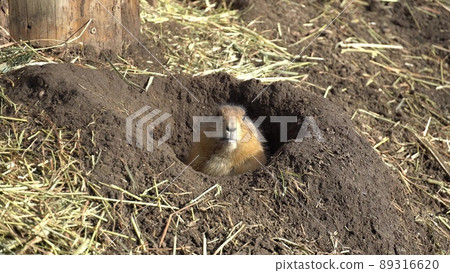 Closeup of an alpine marmot eating. Adult Brown Alpine Marmot Close Up. Marmota Marmota. alpine marmot and eats with the paws. Many squirrel rodents eat food 89316620