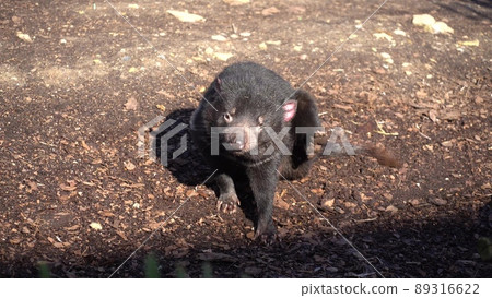 Tasmanian devil also known as marsupial devil and marsupial devil, lat Sarcophilus harrisii. A predatory marsupial mammal, the only species of the genus Sarcophilus Tasmanian devil also known as marsupial devil and marsupial devil, lat Sarcophilus harrisii. A predatory marsupial mammal, the only species of the genus Sarcophilus 89316622