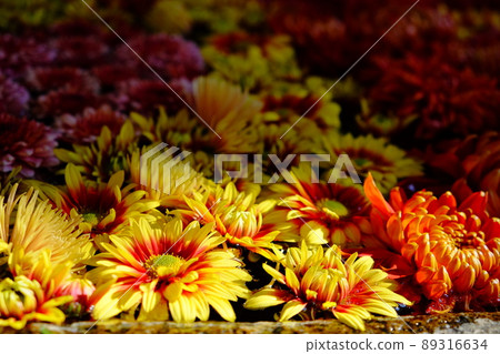 菊水 菊水 89316634