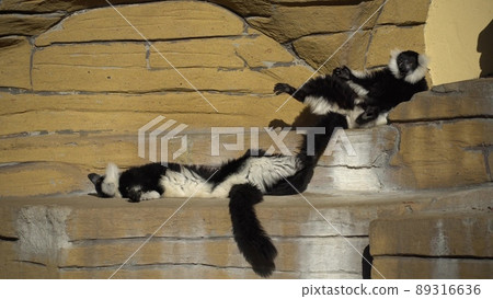 two black and white vari monkey playing on a rock. Lemurs vari have fun actively relax in sunny weather. Black and white. Wari, varecia two black and white vari monkey playing on a rock. Lemurs vari have fun actively relax in sunny weather. Black and white. Wari, varecia 89316636