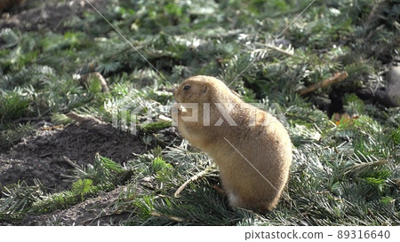 Closeup of an alpine marmot eating. Adult Brown Alpine Marmot Close Up. Marmota Marmota. alpine marmot and eats with the paws. Many squirrel rodents eat food Closeup of an alpine marmot eating. Adult Brown Alpine Marmot Close Up. Marmota Marmota. alpine marmot and eats with the paws. Many squirrel rodents eat food 89316640