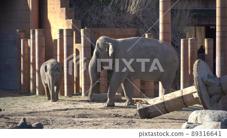 African Elephant Baby And Mom. Animal world. Elephant family mom and baby walk on their territory in sunny weather 89316641
