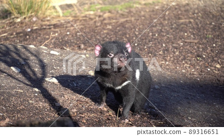 Tasmanian devil also known as marsupial devil and marsupial devil, lat Sarcophilus harrisii. A predatory marsupial mammal, the only species of the genus Sarcophilus 89316651