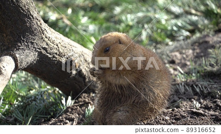 Closeup of an alpine marmot eating. Adult Brown Alpine Marmot Close Up. Marmota Marmota. alpine marmot and eats with the paws. Many squirrel rodents eat food Closeup of an alpine marmot eating. Adult Brown Alpine Marmot Close Up. Marmota Marmota. alpine marmot and eats with the paws. Many squirrel rodents eat food 89316652