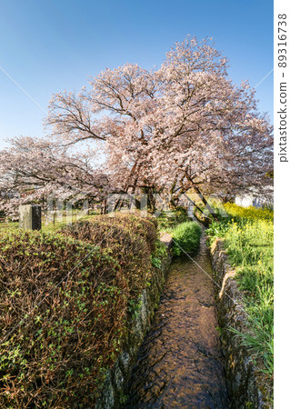 Kariyado no Gebazakura in Kariyado, Fujinomiya City, Shizuoka Prefecture, in full bloom and a stream in spring 89316738