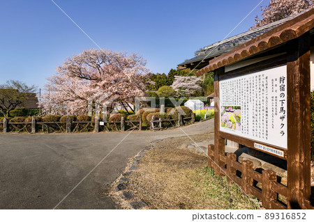 Kariyado no Gebazakura in Kariyado, Fujinomiya City, Shizuoka Prefecture, in full bloom with cherry blossoms and information signs Kariyado no Gebazakura in Kariyado, Fujinomiya City, Shizuoka Prefecture, in full bloom with cherry blossoms and information signs 89316852