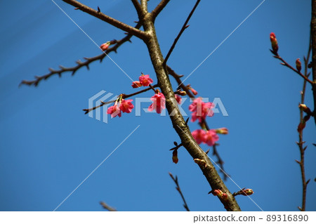 櫻花 櫻花 89316890