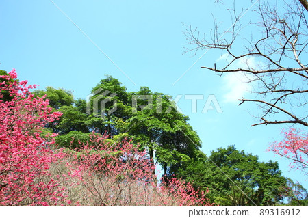 櫻花 89316912
