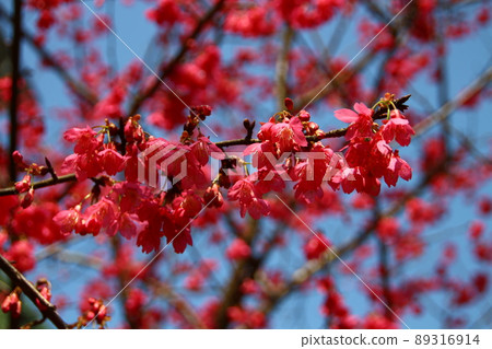 Cherry blossoms  89316914