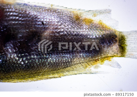 Parasitic (Clinostomum sp.), Study of Clinostomum sp. under microscope view in laboratory. Parasitic (Clinostomum sp.), Study of Clinostomum sp. under microscope view in laboratory. 89317150