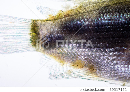 Parasitic (Clinostomum sp.), Study of Clinostomum sp. under microscope view in laboratory. Parasitic (Clinostomum sp.), Study of Clinostomum sp. under microscope view in laboratory. 89317151