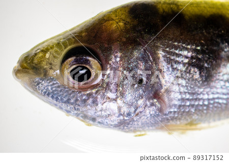 Parasitic (Clinostomum sp.), Study of Clinostomum sp. under microscope view in laboratory. Parasitic (Clinostomum sp.), Study of Clinostomum sp. under microscope view in laboratory. 89317152