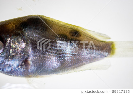 Parasitic (Clinostomum sp.), Study of Clinostomum sp. under microscope view in laboratory. Parasitic (Clinostomum sp.), Study of Clinostomum sp. under microscope view in laboratory. 89317155