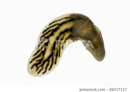 Parasitic (Clinostomum sp.), Study of Clinostomum sp. under microscope view in laboratory. Parasitic (Clinostomum sp.), Study of Clinostomum sp. under microscope view in laboratory. 89317157