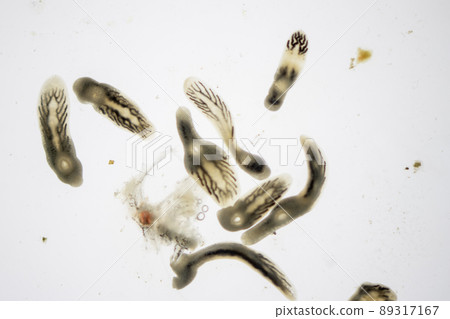 Parasitic (Clinostomum sp.), Study of Clinostomum sp. under microscope view in laboratory. Parasitic (Clinostomum sp.), Study of Clinostomum sp. under microscope view in laboratory. 89317167