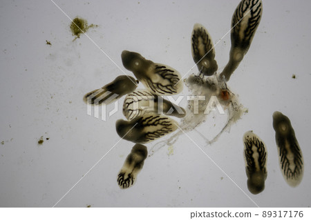 Parasitic (Clinostomum sp.), Study of Clinostomum sp. under microscope view in laboratory. Parasitic (Clinostomum sp.), Study of Clinostomum sp. under microscope view in laboratory. 89317176