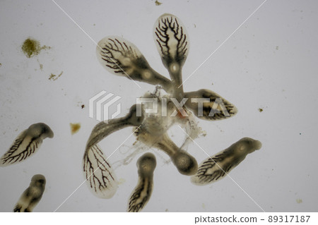 Parasitic (Clinostomum sp.), Study of Clinostomum sp. under microscope view in laboratory. Parasitic (Clinostomum sp.), Study of Clinostomum sp. under microscope view in laboratory. 89317187