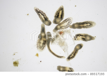 Parasitic (Clinostomum sp.), Study of Clinostomum sp. under microscope view in laboratory. Parasitic (Clinostomum sp.), Study of Clinostomum sp. under microscope view in laboratory. 89317193