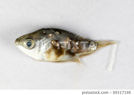 Parasitic (Clinostomum sp.), Study of Clinostomum sp. under microscope view in laboratory. 89317198