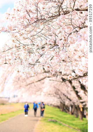 Cherry blossoms along the Tama River embankment (Fussa City) 89317199
