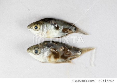 Parasitic (Clinostomum sp.), Study of Clinostomum sp. under microscope view in laboratory. Parasitic (Clinostomum sp.), Study of Clinostomum sp. under microscope view in laboratory. 89317202