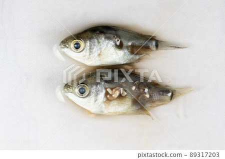 Parasitic (Clinostomum sp.), Study of Clinostomum sp. under microscope view in laboratory. 89317203