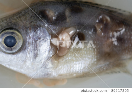 Parasitic (Clinostomum sp.), Study of Clinostomum sp. under microscope view in laboratory. Parasitic (Clinostomum sp.), Study of Clinostomum sp. under microscope view in laboratory. 89317205