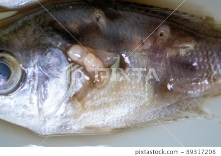 Parasitic (Clinostomum sp.), Study of Clinostomum sp. under microscope view in laboratory. 89317208