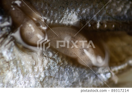 Parasitic (Clinostomum sp.), Study of Clinostomum sp. under microscope view in laboratory. Parasitic (Clinostomum sp.), Study of Clinostomum sp. under microscope view in laboratory. 89317214