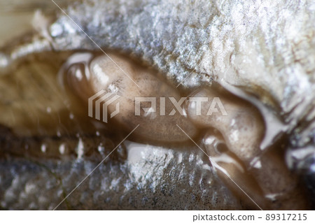 Parasitic (Clinostomum sp.), Study of Clinostomum sp. under microscope view in laboratory. Parasitic (Clinostomum sp.), Study of Clinostomum sp. under microscope view in laboratory. 89317215