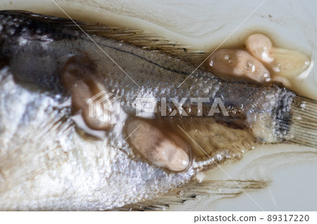 Parasitic (Clinostomum sp.), Study of Clinostomum sp. under microscope view in laboratory. Parasitic (Clinostomum sp.), Study of Clinostomum sp. under microscope view in laboratory. 89317220