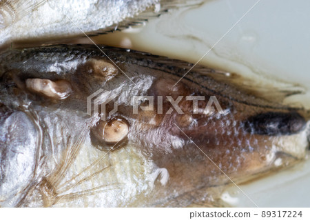 Parasitic (Clinostomum sp.), Study of Clinostomum sp. under microscope view in laboratory. Parasitic (Clinostomum sp.), Study of Clinostomum sp. under microscope view in laboratory. 89317224