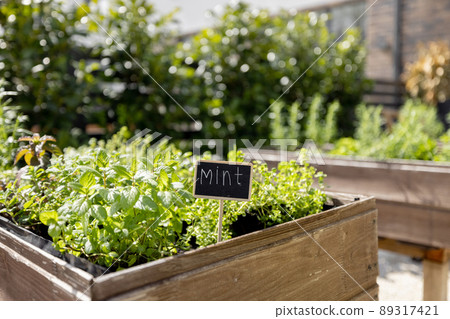 Growing spicy herbs at home vegetable garden 89317421
