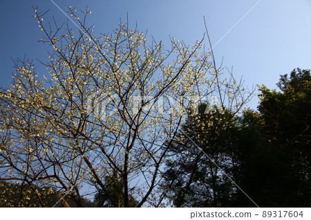 櫻花 櫻花 89317604