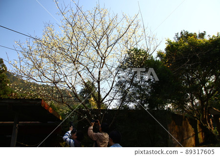 Cherry blossoms  89317605